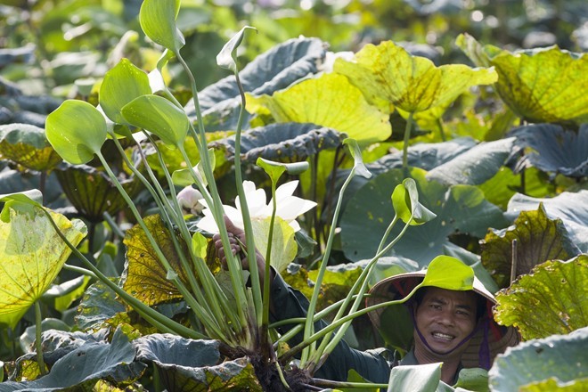 Colourful lotus pond in the suburbs of Hanoi - ảnh 2